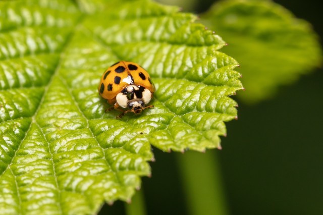 Discover the Top 5 Beneficial Insects and How to Attract Them