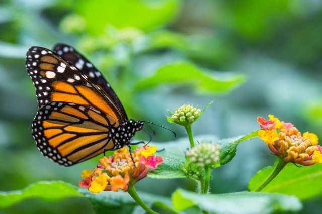 The Best Plants and Flowers for Attracting Butterflies