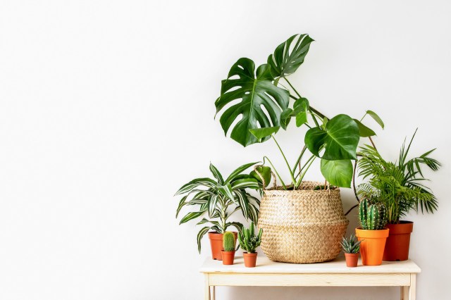 Indoor Plant Care 101: How to Keep Your Greenery Healthy and Happy